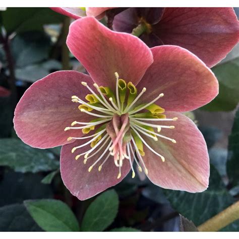 merlin rose|helleborus gold collection merlin.